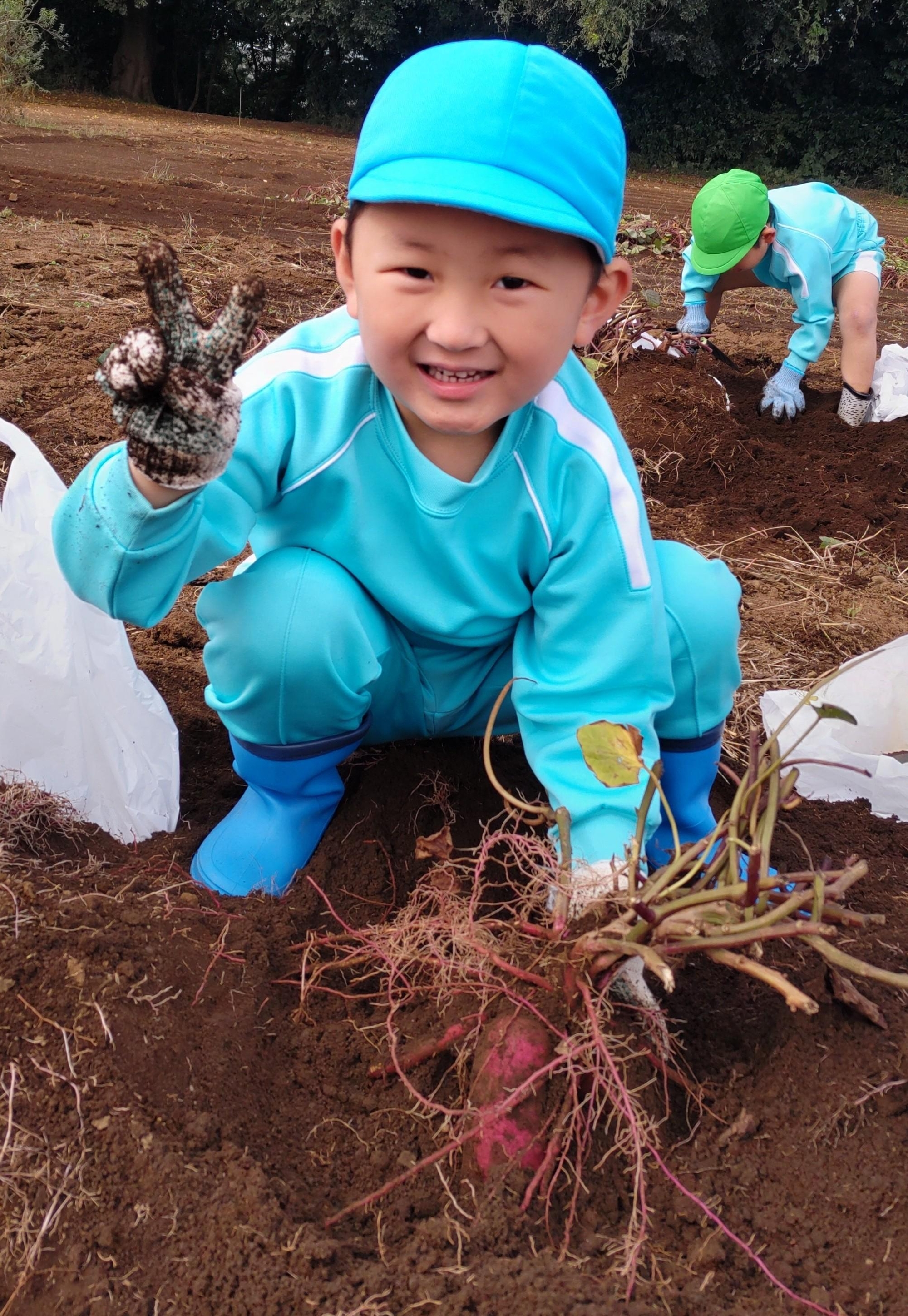 令和7年10月29日(水) 年長お芋掘り 給食